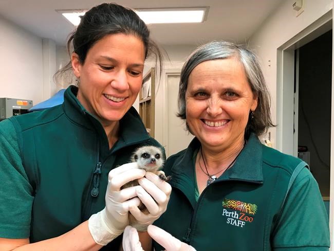 Missing zoo meerkat case solved with 3 charged in Australia | iNFOnews.ca Missing zoo meerkat case solved with 3 charged in Australia | iNFOnews.ca