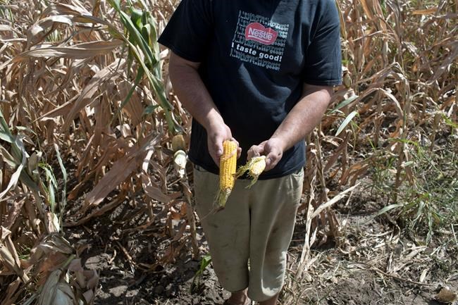 Extreme heat decimating crops in parts of Europe | iNFOnews.ca