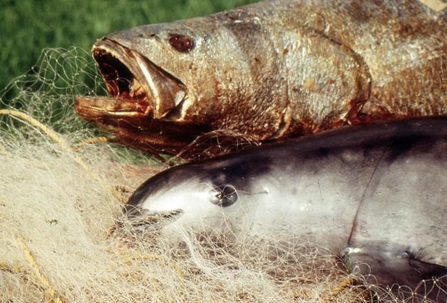 Experts: Mexico's Vaquita porpoise headed toward extinction | iNFOnews.ca