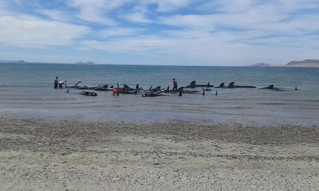 24 pilot whales die after beaching in Baja California | iNFOnews.ca