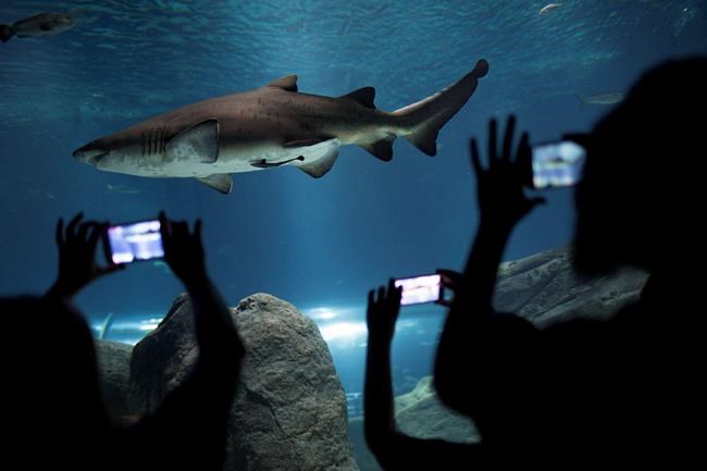 Rio to open South America's largest aquarium | iNFOnews.ca CP447952021