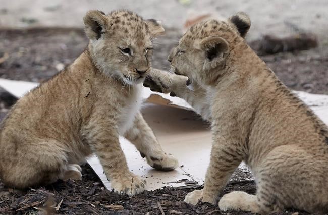 5 rare Barbary lion cubs go on show at zoo in Germany | iNFOnews.ca