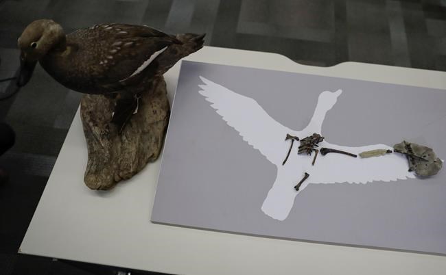 Ancient bird from dinosaur area probably sounded like duck | iNFOnews.ca