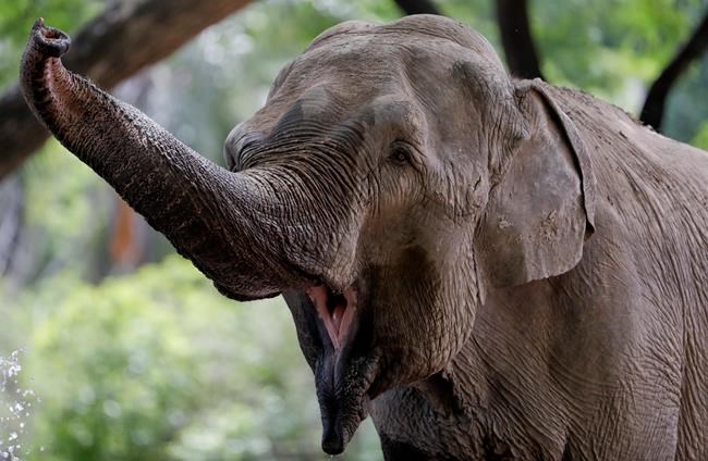 Argentine attorney seeks relief for his pachyderm plaintiffs | iNFOnews.ca Argentine attorney seeks relief for his pachyderm plaintiffs | iNFOnews.ca