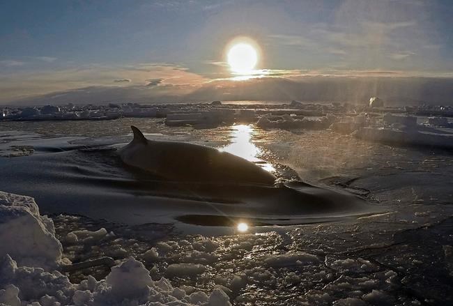 Researcher captures striking Antarctic video of minke whale | iNFOnews.ca