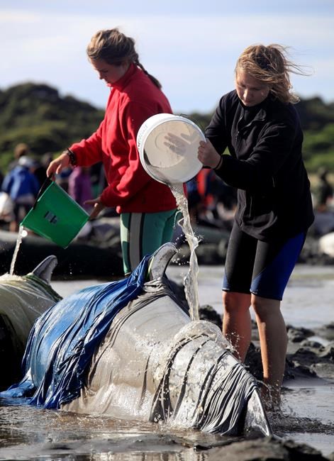 More than 200 whales swim away after New Zealand stranding | iNFOnews.ca More than 200 whales swim away after New Zealand stranding | iNFOnews.ca