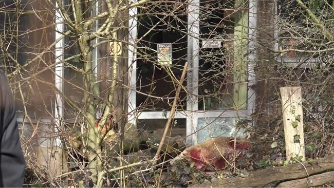 Bear killed in German zoo after it escapes from compound | iNFOnews.ca