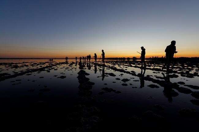 Eye candy: More than 50,000 pink flamingos mass in France | iNFOnews.ca CP1736159273