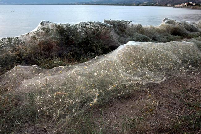 Walk into my parlour: Greek spiders spin giant web over shore | iNFOnews.ca