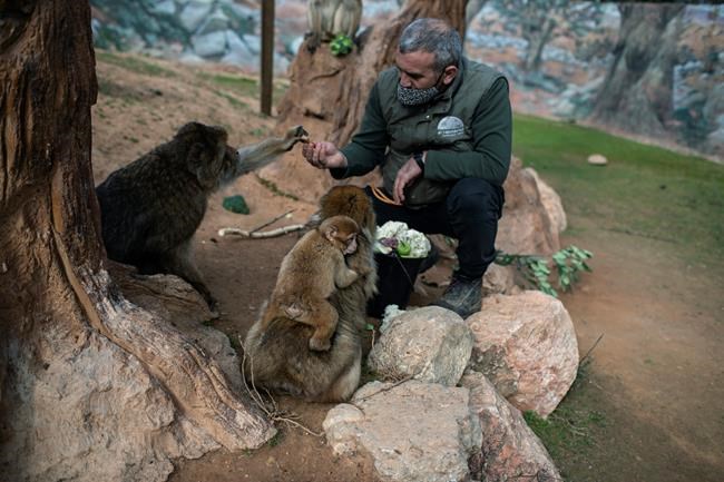 No income, 2,000 mouths to feed: Lockdown squeezes Greek zoo | iNFOnews.ca