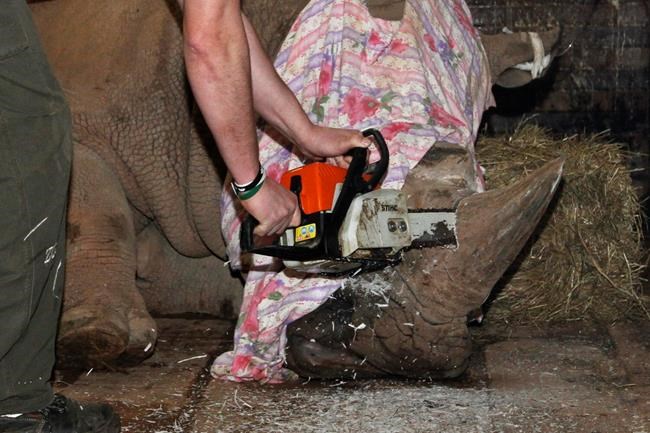 Czechs saw off rhino horns as precaution after France attack | iNFOnews.ca