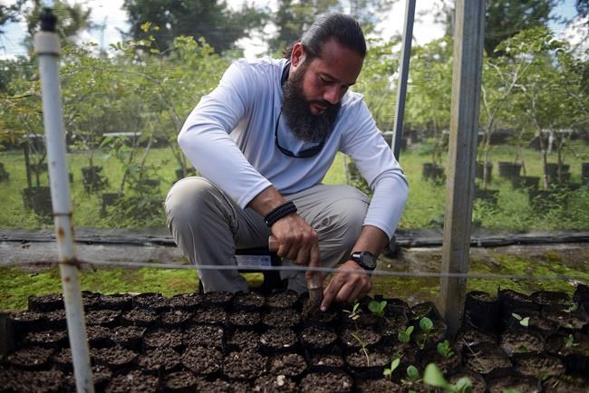 Crew with seeds, corals restore environment in Puerto Rico | iNFOnews.ca Crew with seeds, corals restore environment in Puerto Rico | iNFOnews.ca