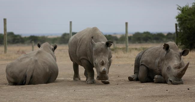 Scientists hope to save northern white rhino from extinction | iNFOnews.ca Scientists hope to save northern white rhino from extinction | iNFOnews.ca