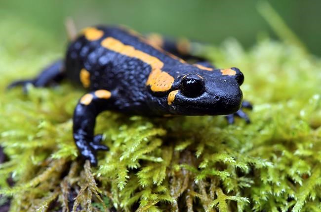Scientists say 'alien' fungus threatens European salamanders | iNFOnews.ca Scientists say 'alien' fungus threatens European salamanders | iNFOnews.ca