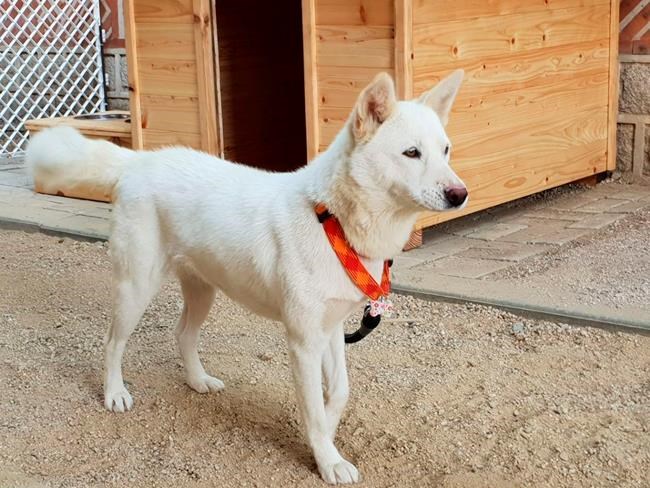 S. Korea sends tangerines to North in return for mushrooms | iNFOnews.ca