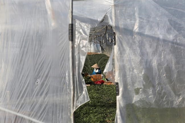 Migrant workers face dire conditions at South Korean farms | iNFOnews.ca Migrant workers face dire conditions at South Korean farms | iNFOnews.ca