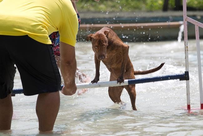 Rio de Janeiro hosts Brazil's first Dog Olympics | iNFOnews.ca Rio de Janeiro hosts Brazil's first Dog Olympics | iNFOnews.ca