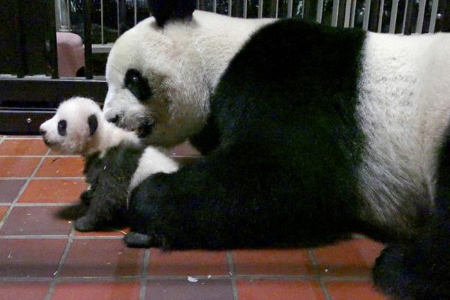 Tokyo zoo says its baby giant panda healthy at 2 months old | iNFOnews.ca