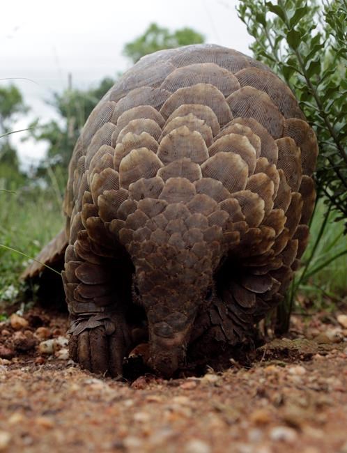 South African activists try to protect endangered pangolins | iNFOnews.ca