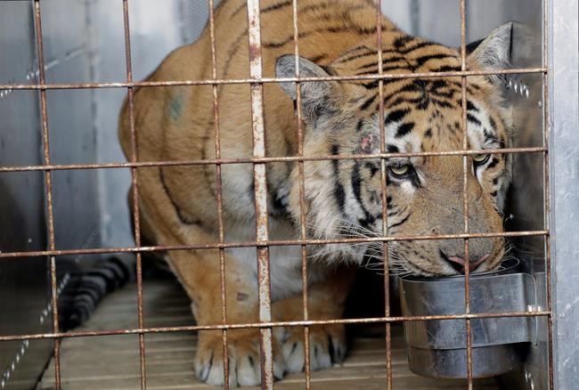 Tiger taken from 'world's worst zoo' arrives in South Africa | iNFOnews.ca Tiger taken from 'world's worst zoo' arrives in South Africa | iNFOnews.ca