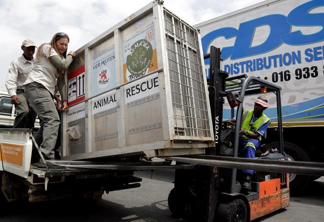 2 lions from Mideast war zones reach South African refuge | iNFOnews.ca