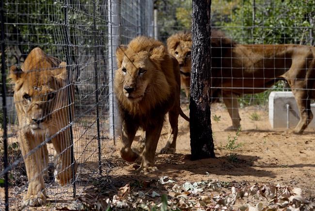 South Africa: Rescued lions explore new home in sanctuary | iNFOnews.ca