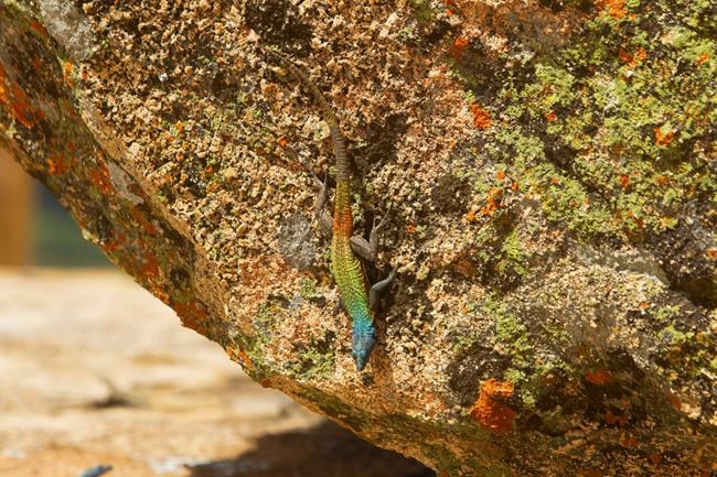 In Zimbabwe, grave of Cecil Rhodes draws tourists, debate | iNFOnews.ca