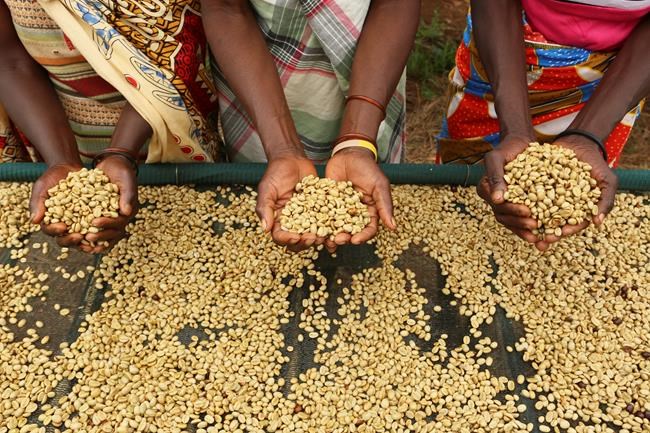 Coffee growers help reforest Mozambique's Mount Gorongosa | iNFOnews.ca