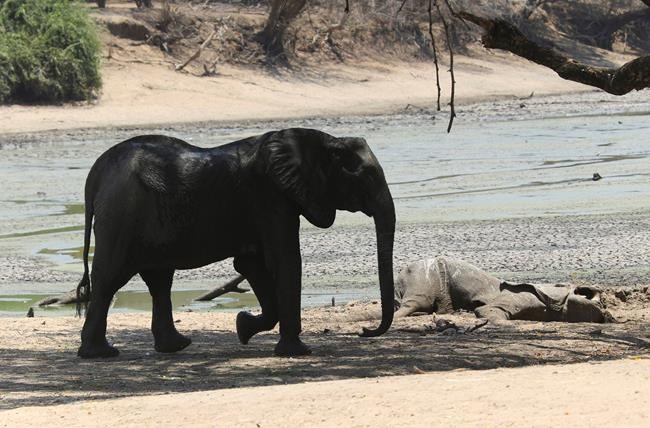Zimbabwe's severe drought killing elephants, other wildlife | iNFOnews.ca Zimbabwe's severe drought killing elephants, other wildlife | iNFOnews.ca