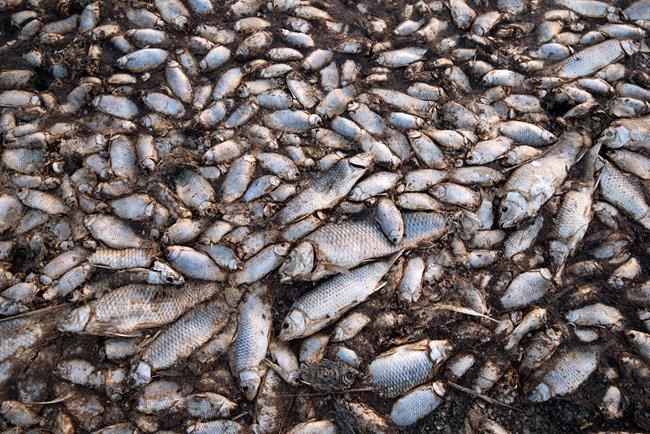 Greece: Oxygen-starved fish dying in drought-hit lake | iNFOnews.ca