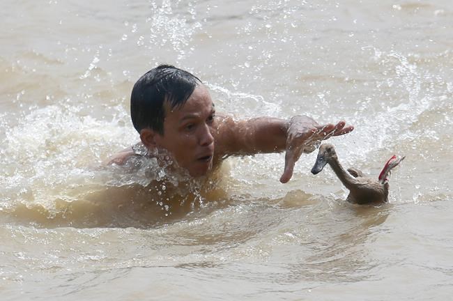 Image of Asia: Trying to catch a duck at Dragon Boat fest | iNFOnews.ca Image of Asia: Trying to catch a duck at Dragon Boat fest | iNFOnews.ca