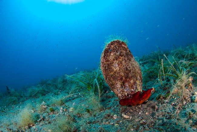 New parasite decimates giant clam species in Mediterranean | iNFOnews.ca New parasite decimates giant clam species in Mediterranean | iNFOnews.ca