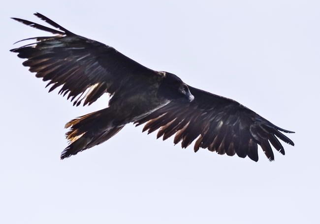 Bearded vulture flies to Romania; 1st time seen in decades | iNFOnews.ca Bearded vulture flies to Romania; 1st time seen in decades | iNFOnews.ca