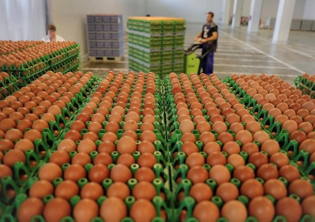 The Latest: Report: Egg scandal suspect denies involvement | iNFOnews.ca CP205061117