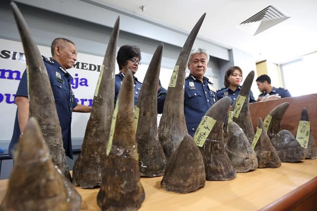 Malaysia seizes 18 rhino horns from Mozambique | iNFOnews.ca Malaysia seizes 18 rhino horns from Mozambique | iNFOnews.ca