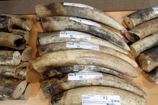 Malaysia seizes ivory, pangolin scales from Africa | iNFOnews.ca Malaysia seizes ivory, pangolin scales from Africa | iNFOnews.ca