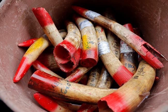 Malaysia destroys 4 tons of ivory tusks, products | iNFOnews.ca Malaysia destroys 4 tons of ivory tusks, products | iNFOnews.ca