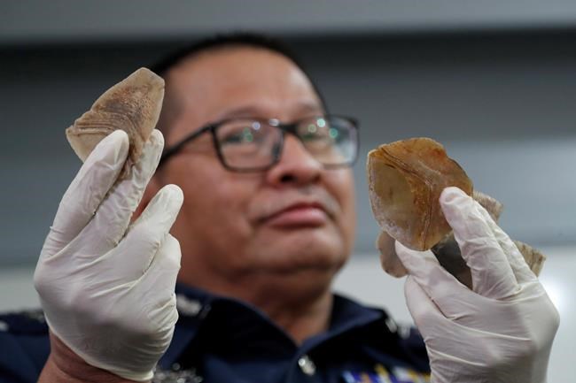 Malaysia seizes African pangolin scales worth $2.1 million | iNFOnews.ca Malaysia seizes African pangolin scales worth $2.1 million | iNFOnews.ca