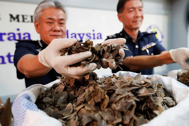 Malaysia seizes 400 kilograms of pangolin scales from Ghana | iNFOnews.ca
