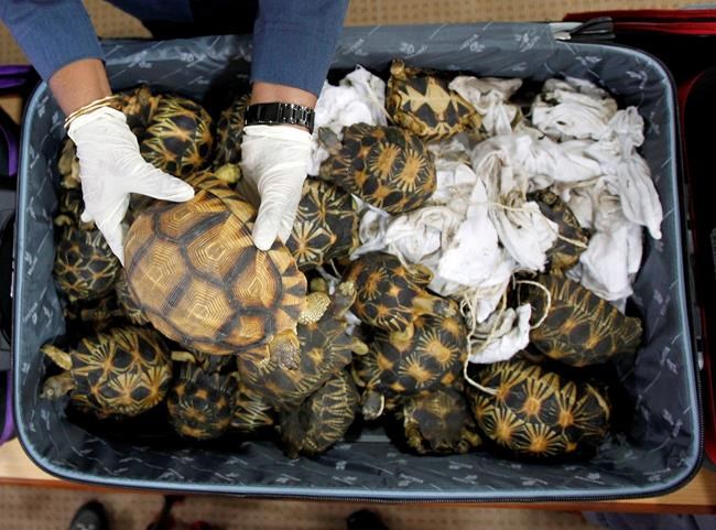Malaysia seizes 330 exotic tortoises from Madagascar | iNFOnews.ca
