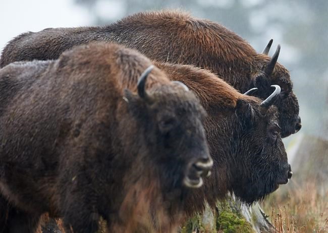 DNA study reveals European bison's extinct parentage | iNFOnews.ca