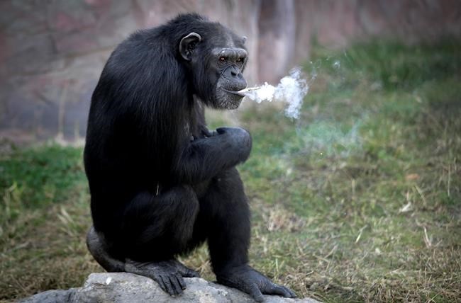 Meet Azalea the smoking chimp, new star at Pyongyang zoo | iNFOnews.ca
