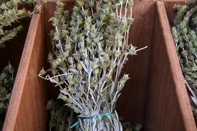 Looters strip Greek mountains of wild tea, rare plants | iNFOnews.ca