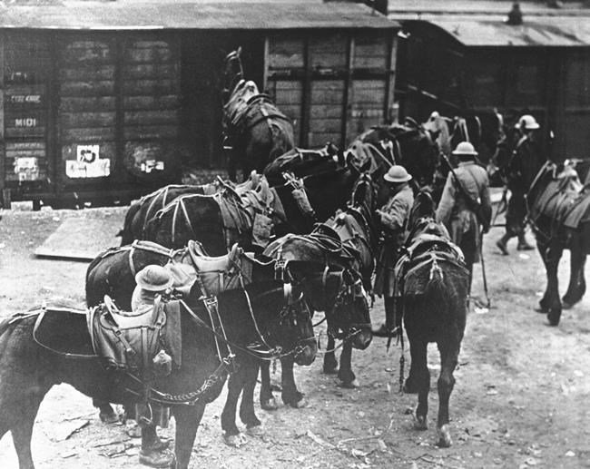 Unsung heroes, animals played vital and varied roles in WWI | iNFOnews.ca