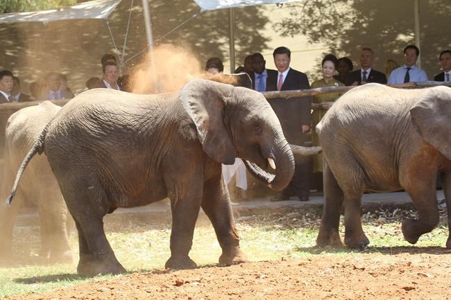 Zimbabwe sent 30 baby elephants to China, says rights group | iNFOnews.ca Zimbabwe sent 30 baby elephants to China, says rights group | iNFOnews.ca