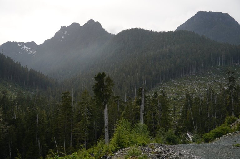 Lichen, logging, land rights: Complex forces play out in fate of ancient B.C. forest | iNFOnews.ca