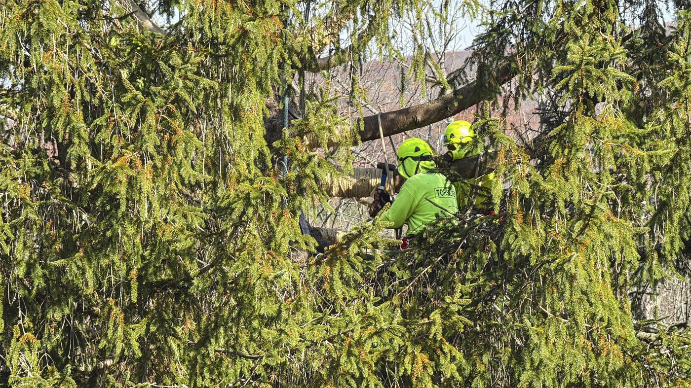 Crowds flock to tiny Massachusetts town to send off New York's Rockefeller Christmas tree | iNFOnews.ca