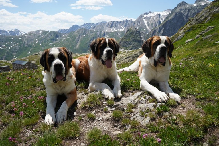 St. Bernard dogs honored in a museum that bridges the breed's history with its future | iNFOnews.ca