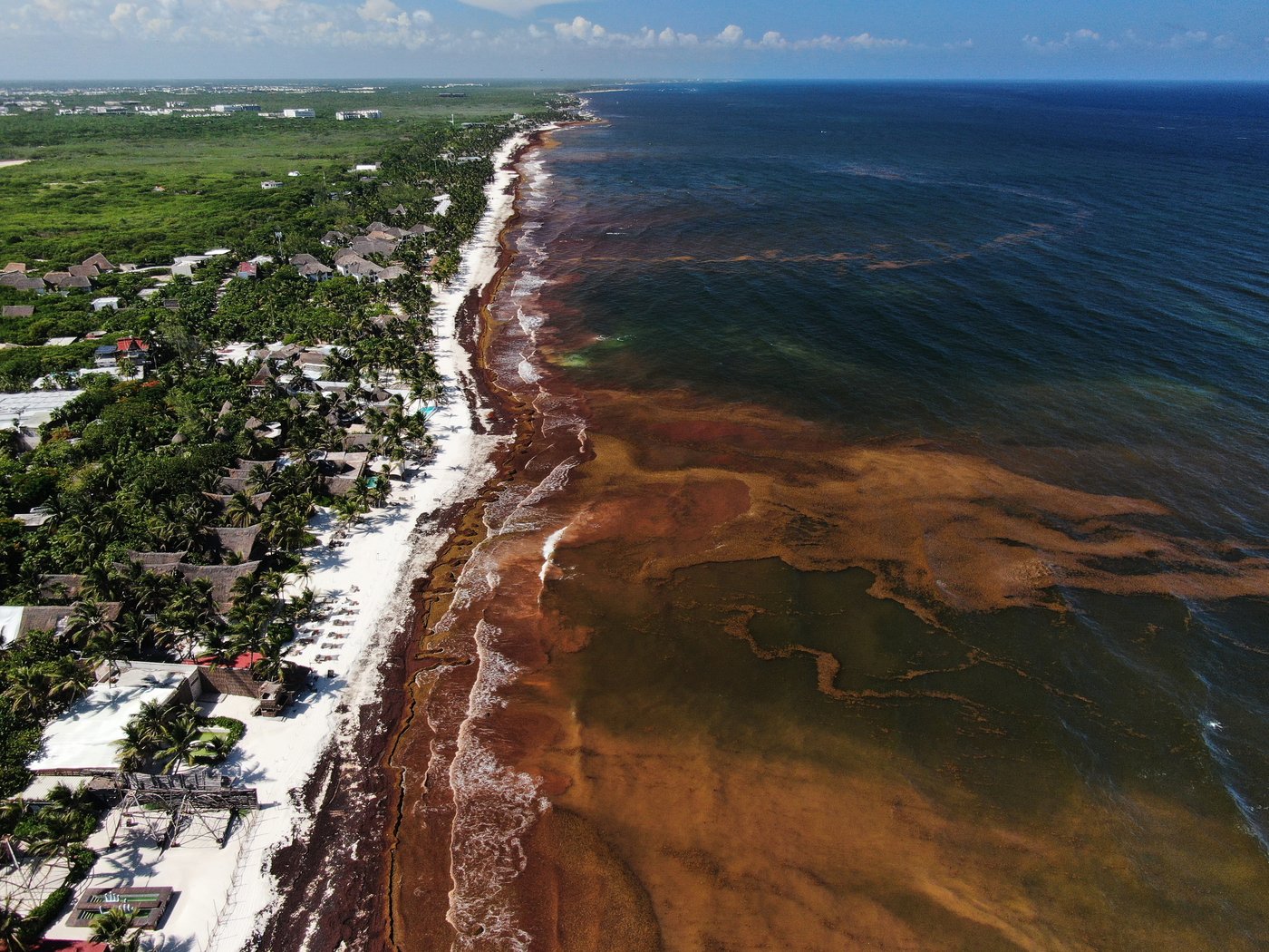 A blanket of seaweed smothers coastlines from the Caribbean to Mexico | iNFOnews.ca