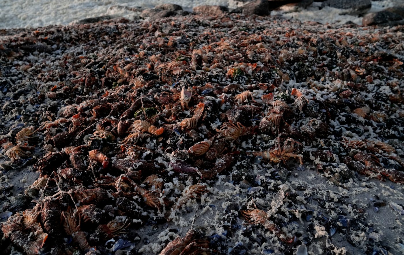 A red tide in South Africa is causing the mass deaths of crayfish | iNFOnews.ca A red tide in South Africa is causing the mass deaths of crayfish | iNFOnews.ca